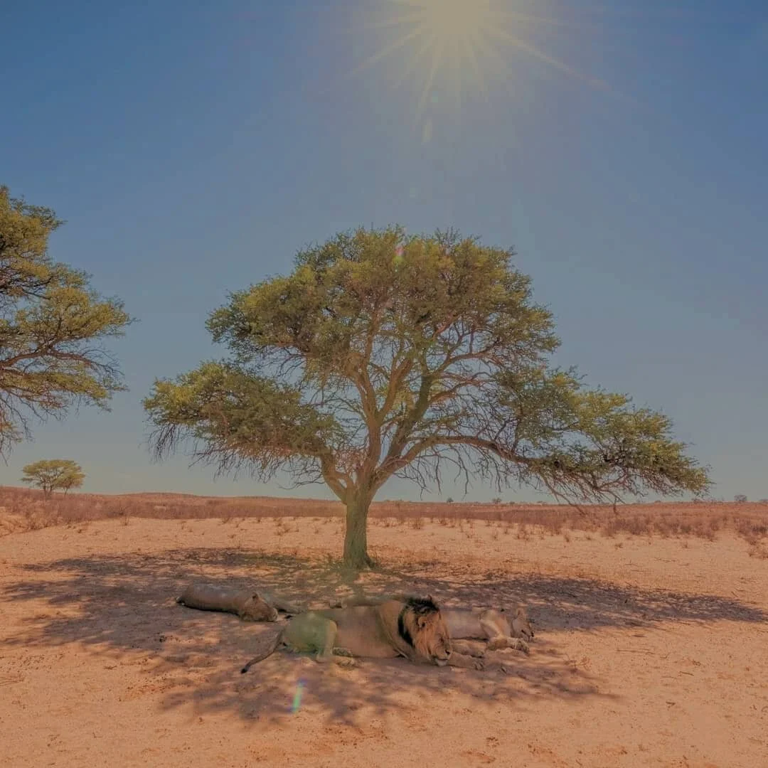 Laziness is a human trait. Lions conserve their energy during the least energetically efficient time of the day. That said, lions tend to only be active for 2 to 3 hours per day 🦁😴 #naptime

#myzulustory#thetraveltribe #conscioustravel