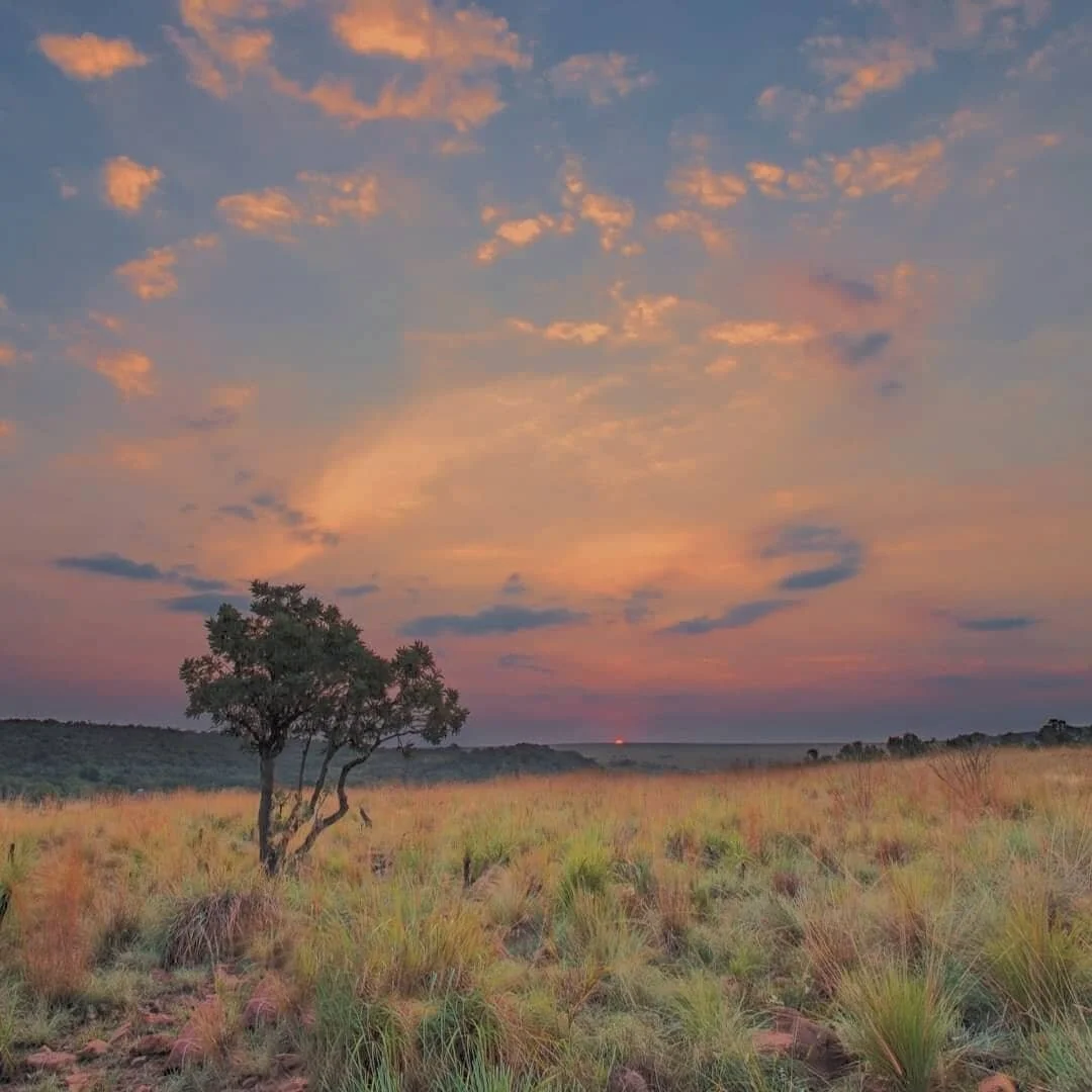 This is what was happening within the Manyoni Private Game Reserve yesterday for Africa's iconic wildlife to experience without our prying eyes 🦓🌄 #sunsets

#myzulustory#thetraveltribe #conscioustravel