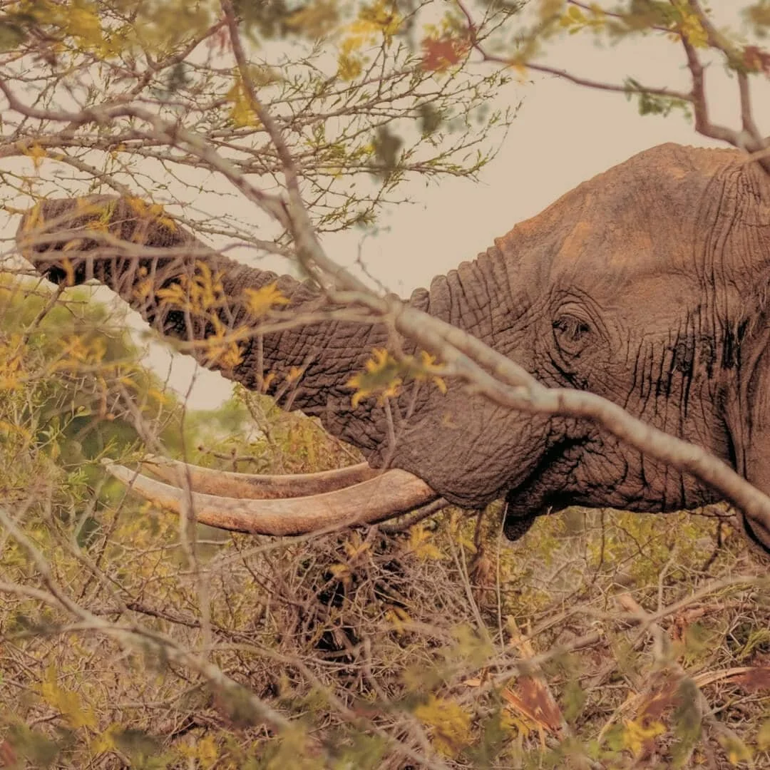 Quite often you'll be out on safari, actively tracking wildlife, without finding anything and the thought crosses your mind: are there any animals here?? The answer is yes! The thing is, they're all have a sort of cloak of invisibility. We been 10 me