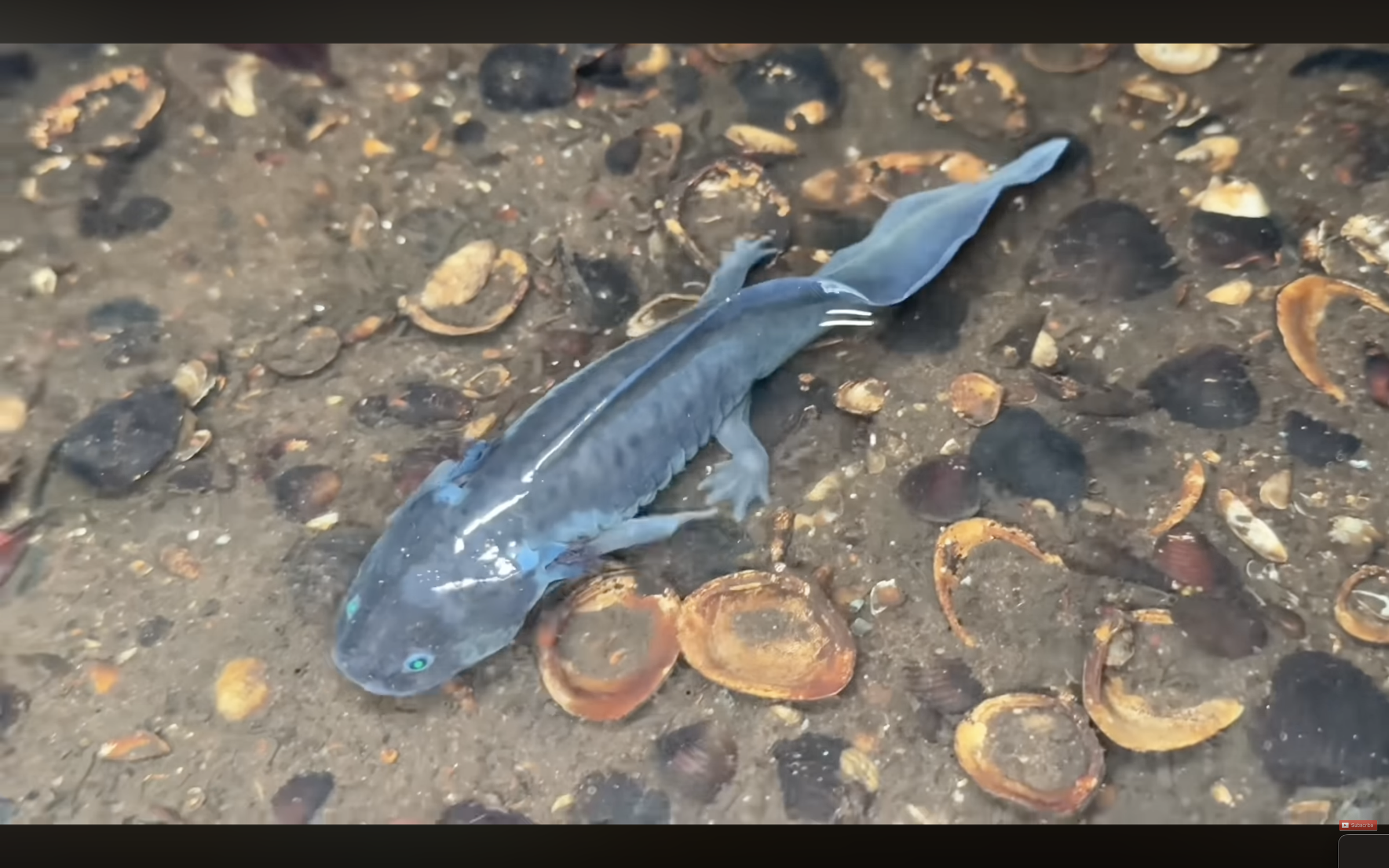 Screenshot 2026-04-03 at 1.04.00 AM.png