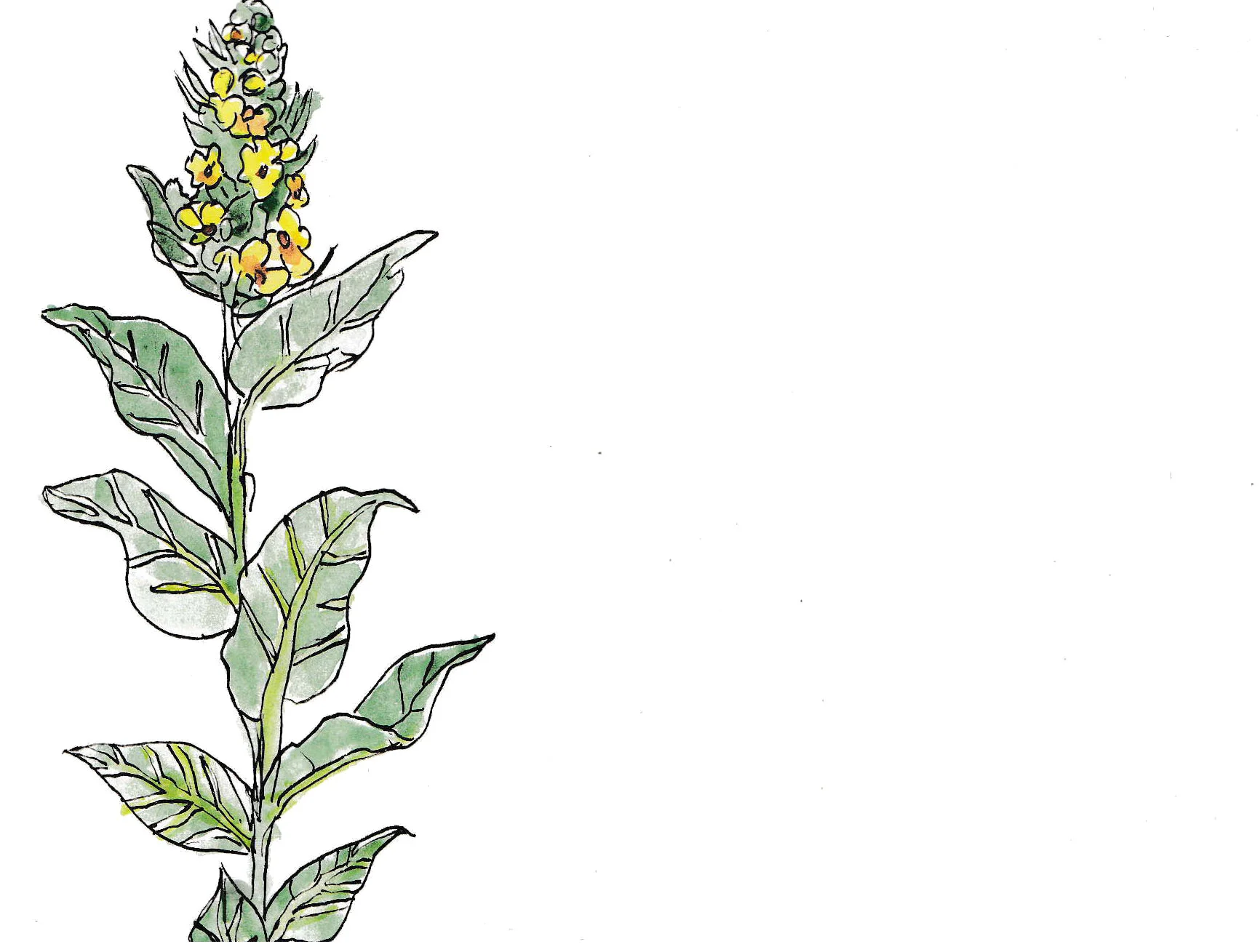 Resources — Bloom in Alchemy