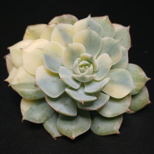 An Echeveria Peacockii Bluete displaying Sectorial Variegation