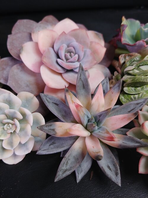Echeverias Unguiculata and Bambino that have chemically induced variegation.