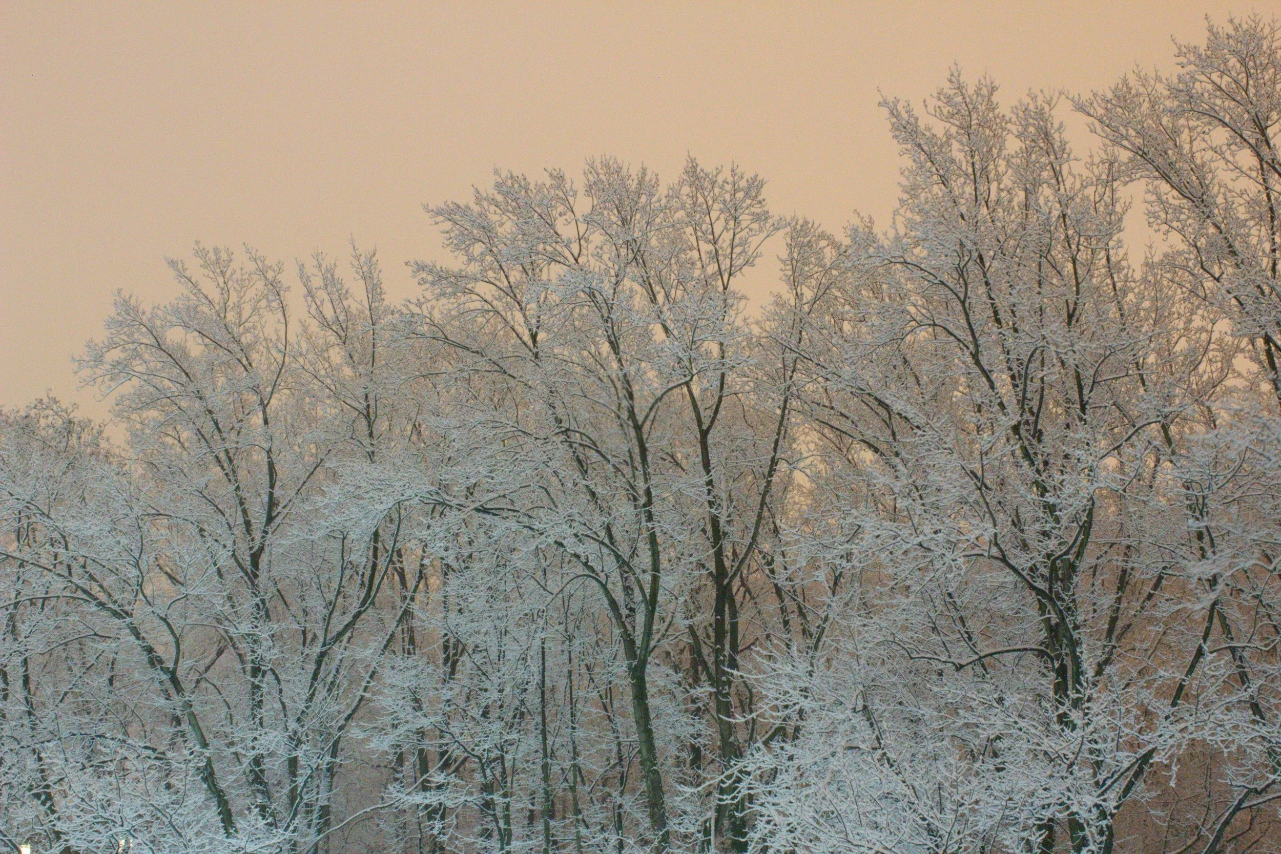 09-snow-on-bare-branches.jpg