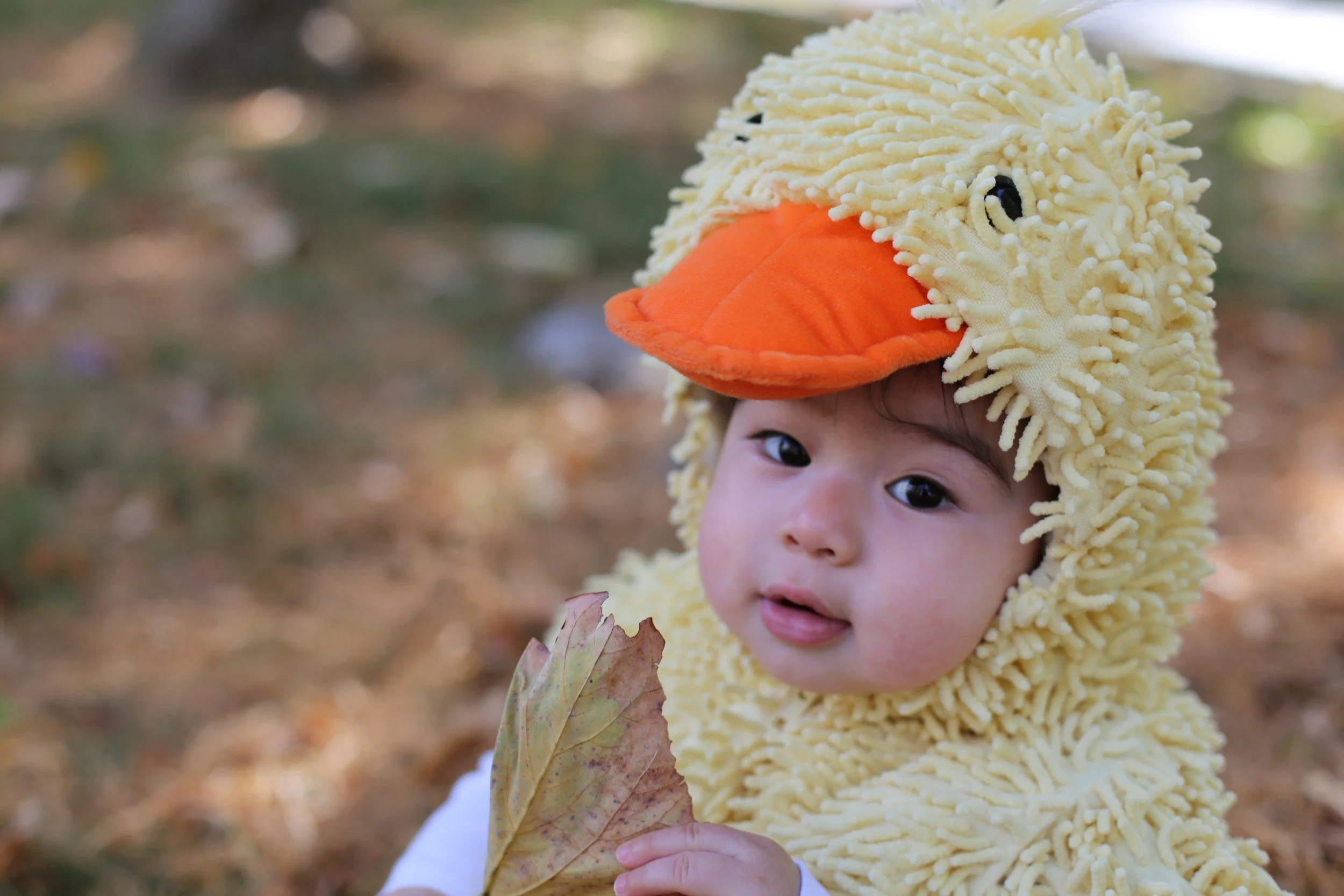 18-a-leaf-and-a-little-duck.jpg