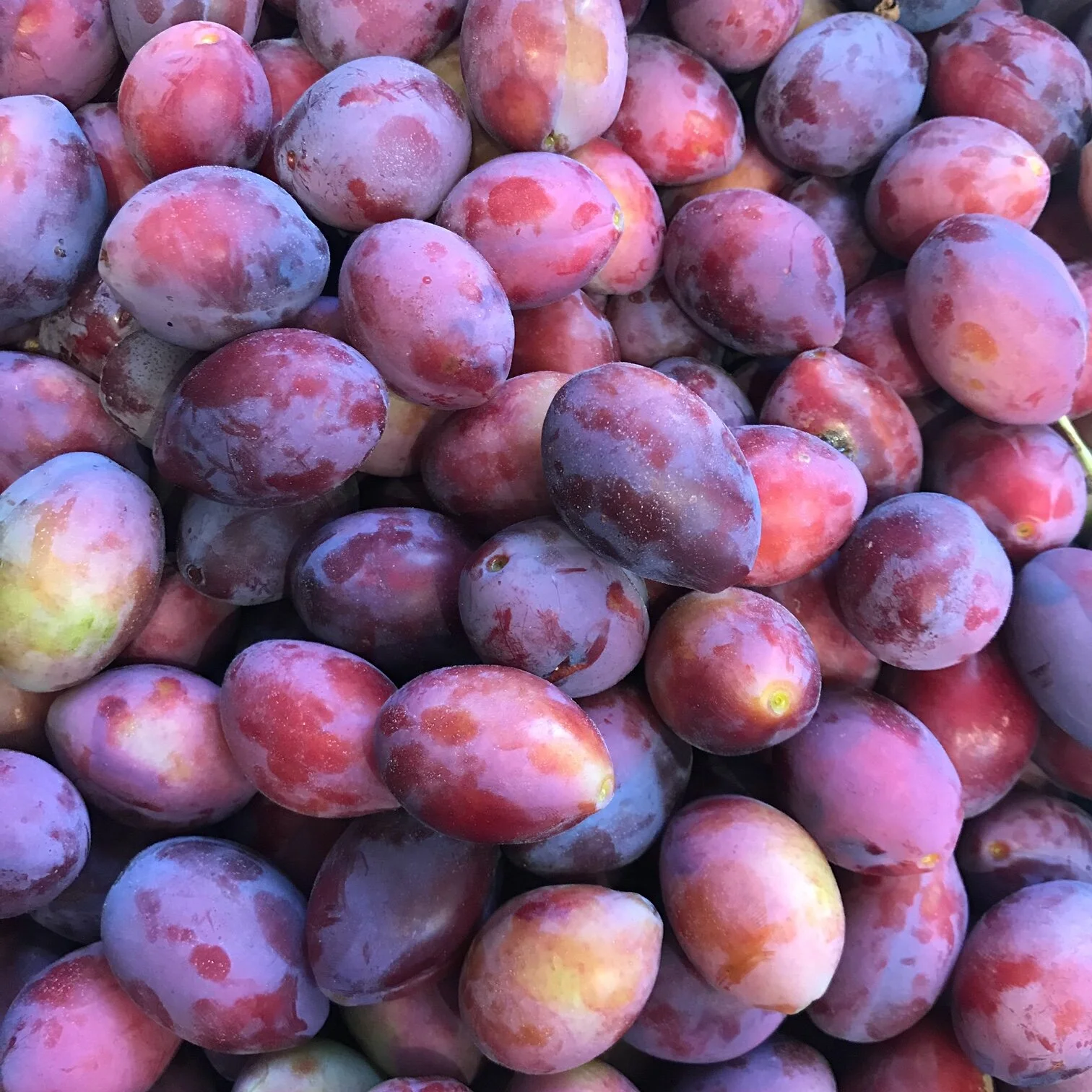 Gallery — Blaisdon House B&B