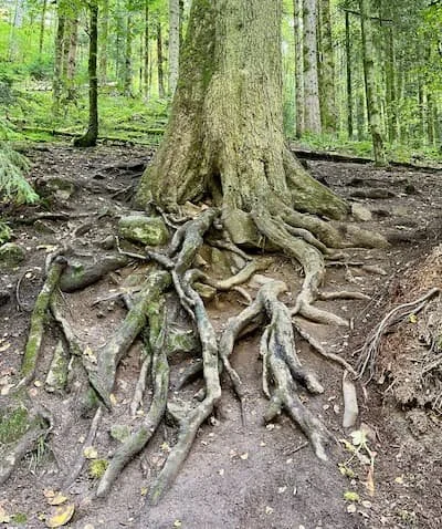 Balancing Muladhara "Root" Chakra to Release Anxiety