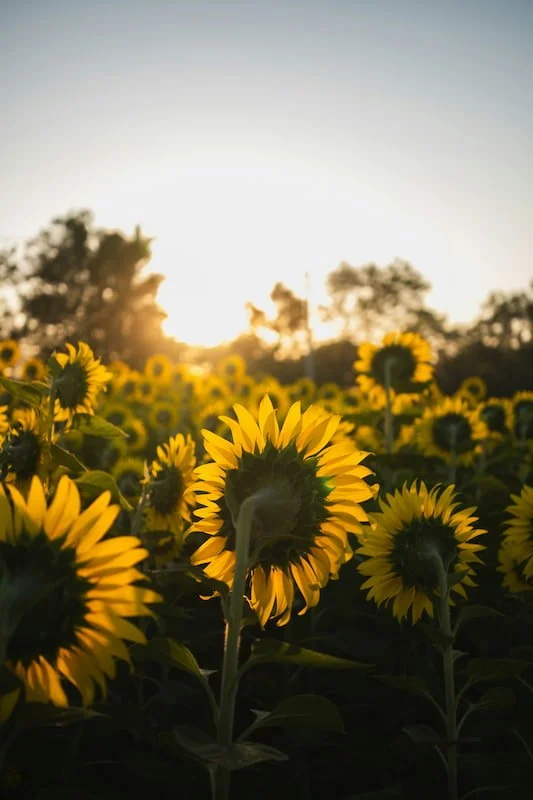 Sunflowers in a field