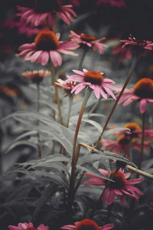 Red daisies in the wild