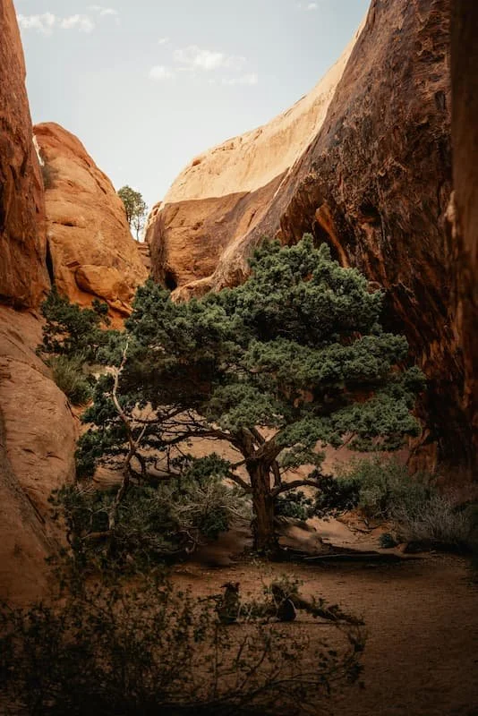 A juniper tree in the wilderness