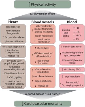 pubmed-overview-of-major-cardiovascular-effects-of-exercise.jpg