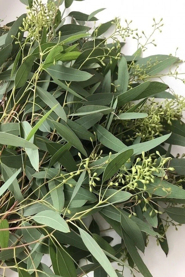 Seeded Eucalyptus
