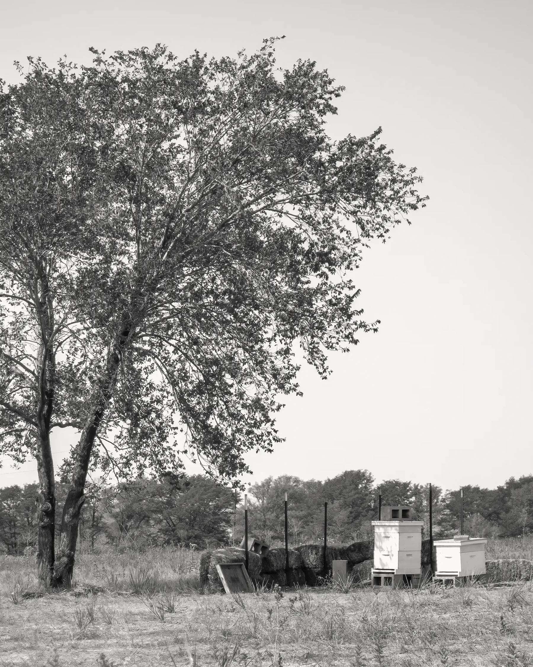 Bee Hives, Canyon, Texas.