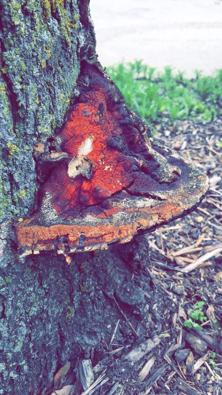 Reishi