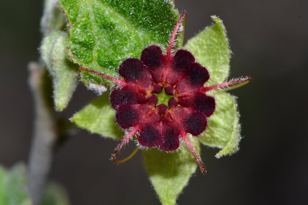 Ayenia fruticosa.JPG