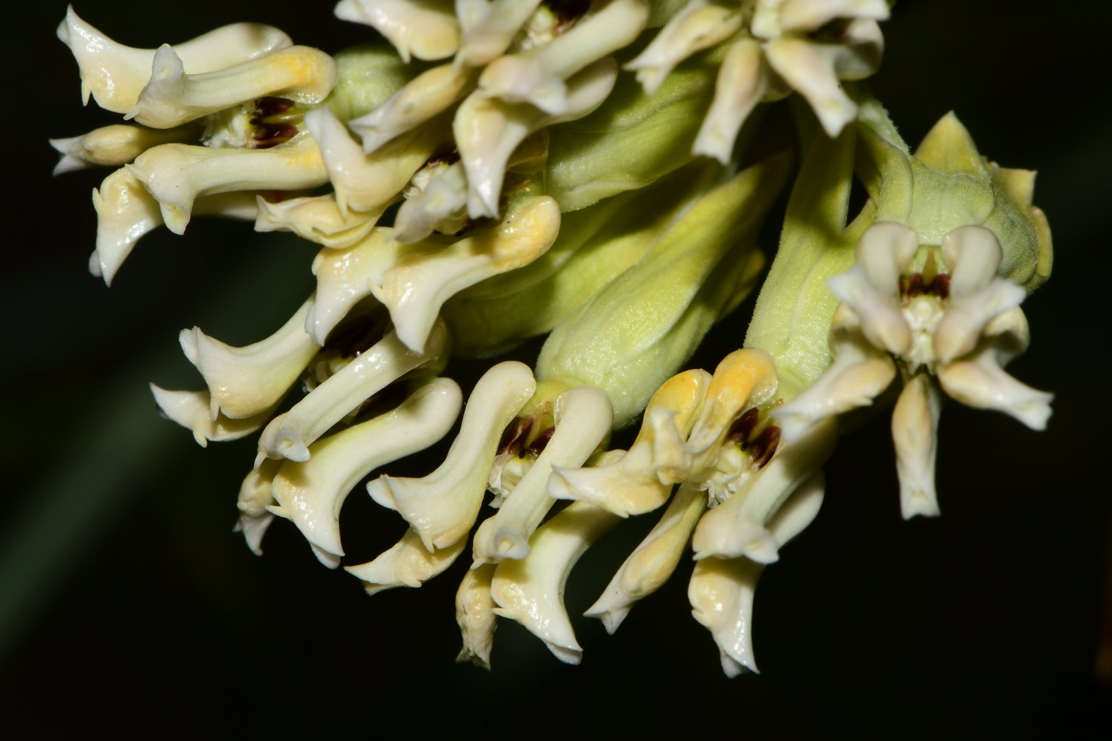 Asclepias subulata.JPG