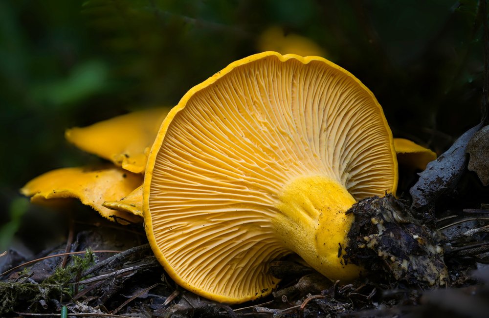 Cantharellus enelensis.jpg