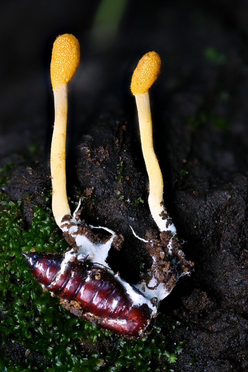 Cordyceps mexicana.jpg