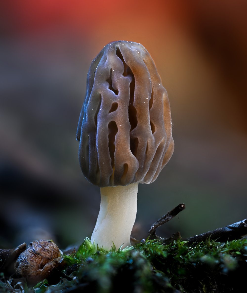 Morchella magnispora.jpg