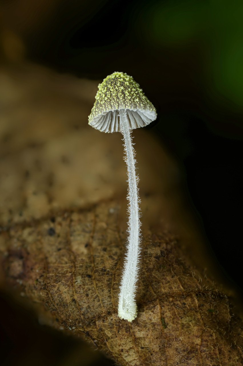 Mycena chloroxantha.jpg