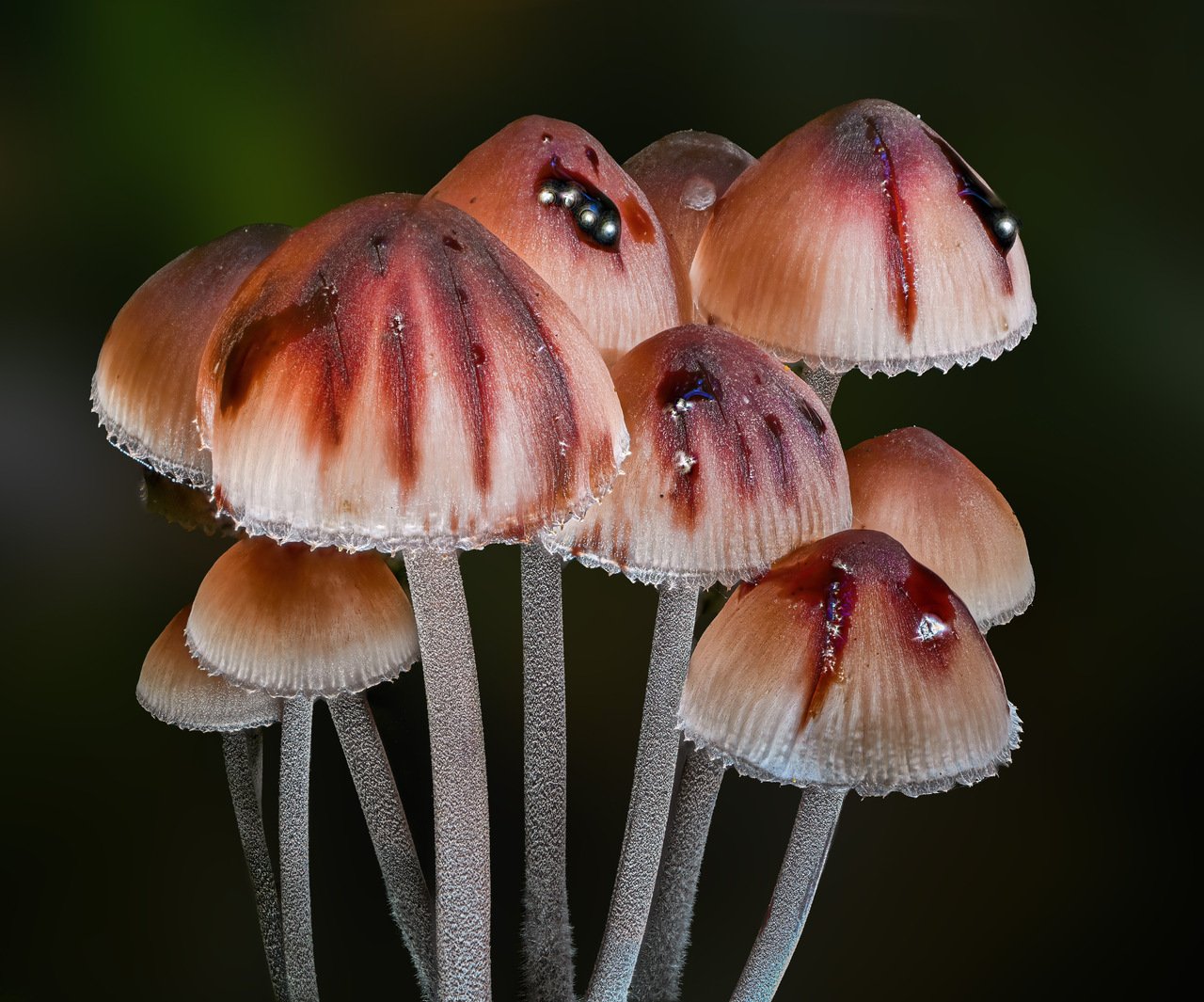 Mycena haematopus.jpg