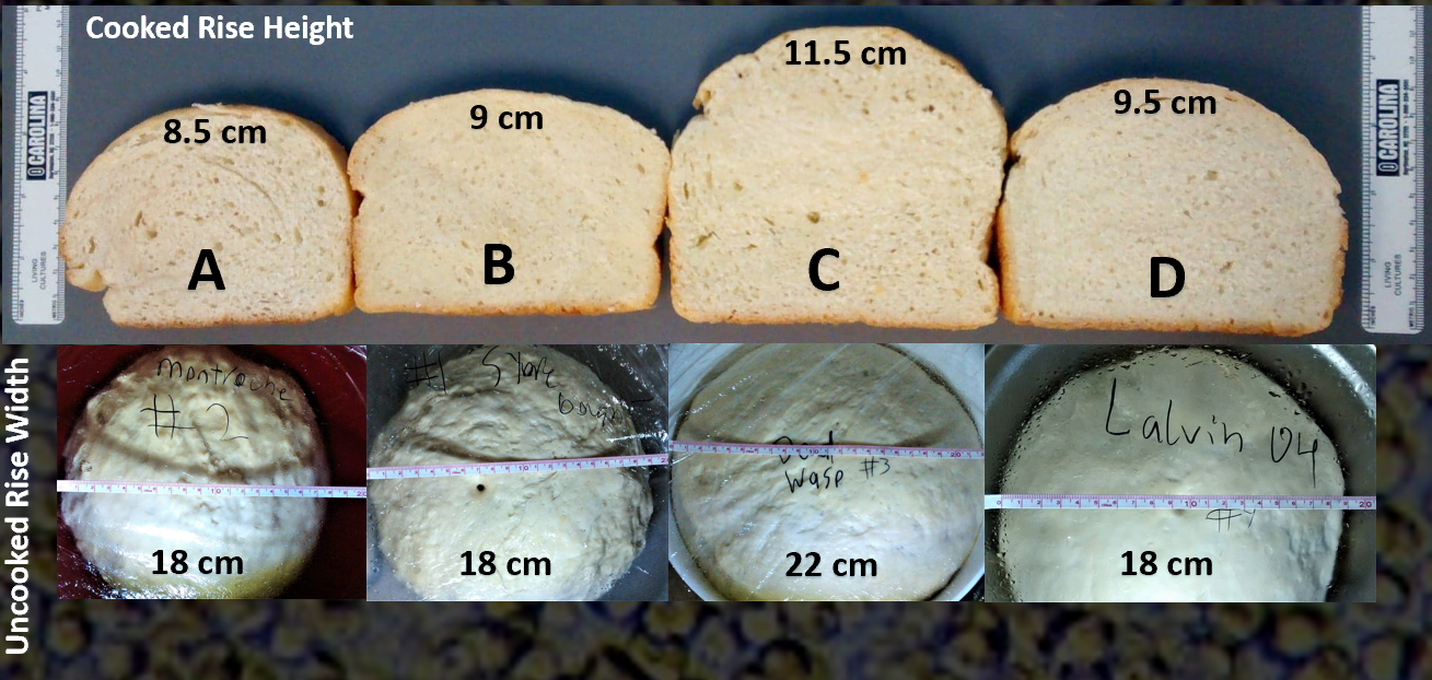 bread data advanced.PNG