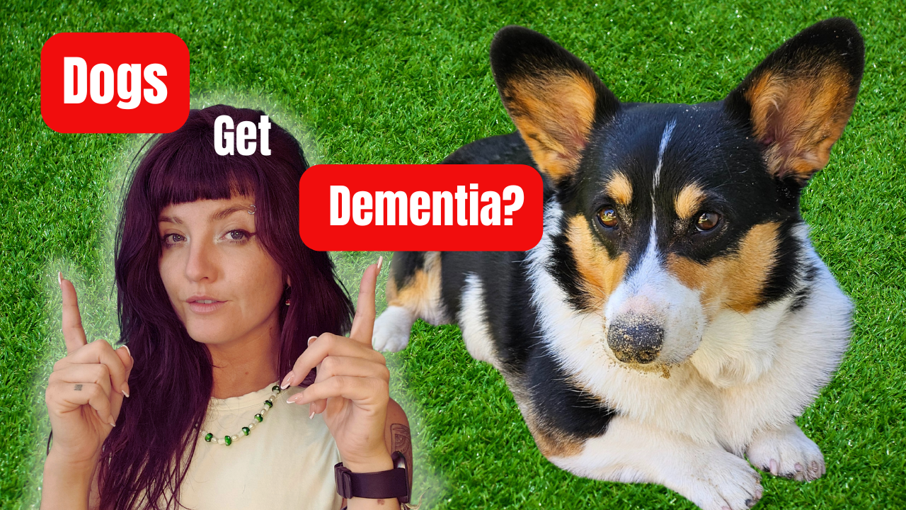 203: New Study Shows Mushrooms Can Help Reduce Dementia in Dogs