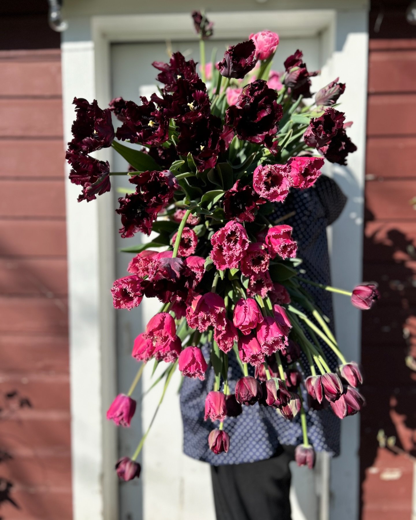 ✿Lilacs, bouquets, specialty tulips, ranunculus, anemones and more! Our stand is super stocked this weekend so come on by!✿