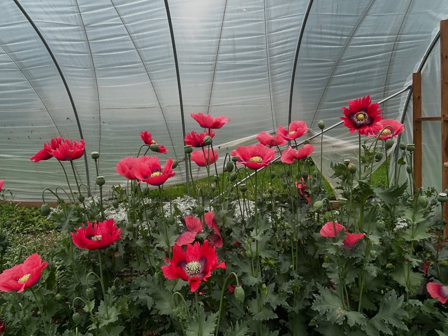 Poppy season is pure garden bliss 💫
&bull;
Endless thanks to my mentor @wollam.bob for always insisting on spreading the joy of beauty. I&rsquo;ve been saving his seeds for over 7 years&mdash;and I&rsquo;ll keep saving them for the rest of my life. 