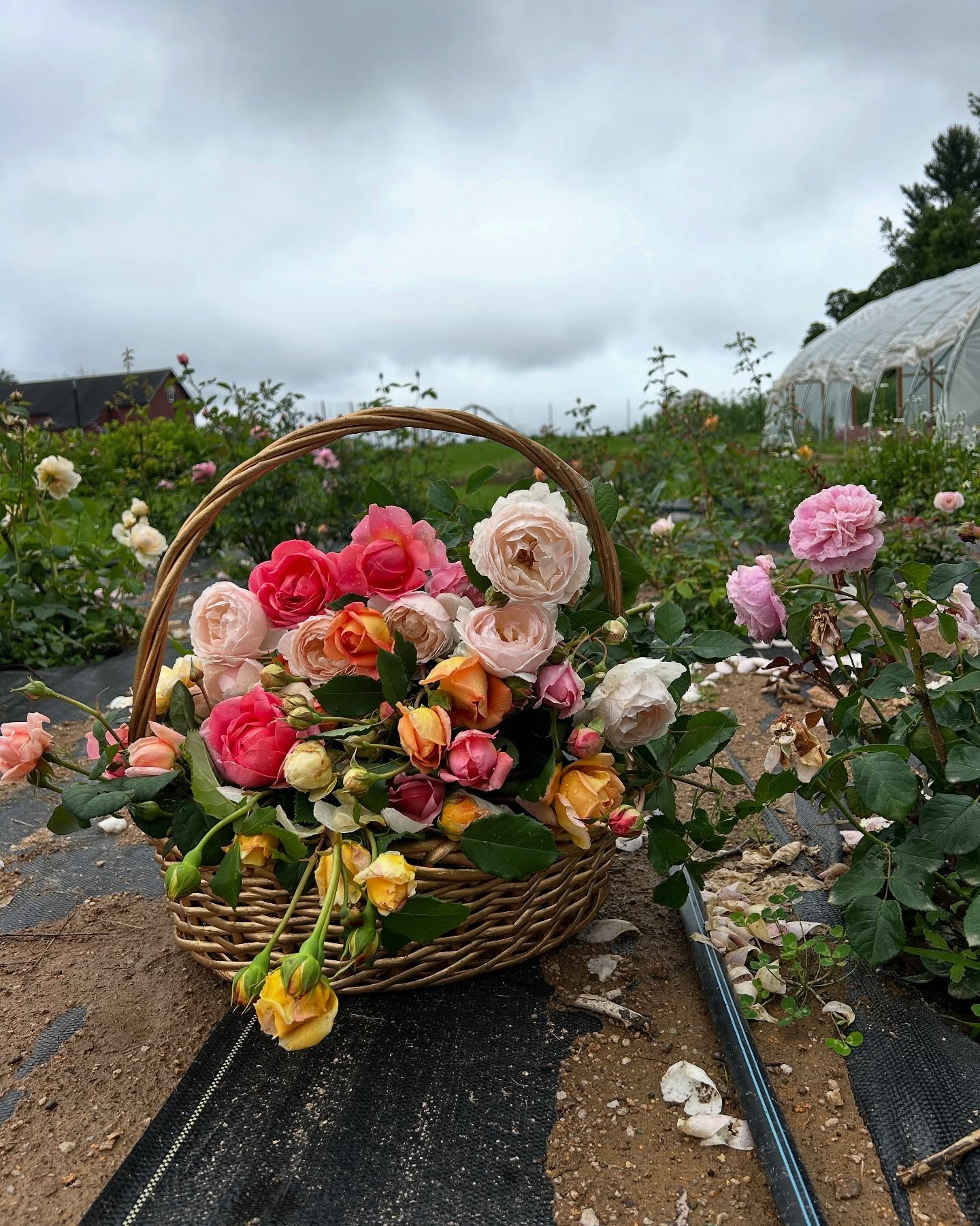 The new rose patch has me completely in awe.