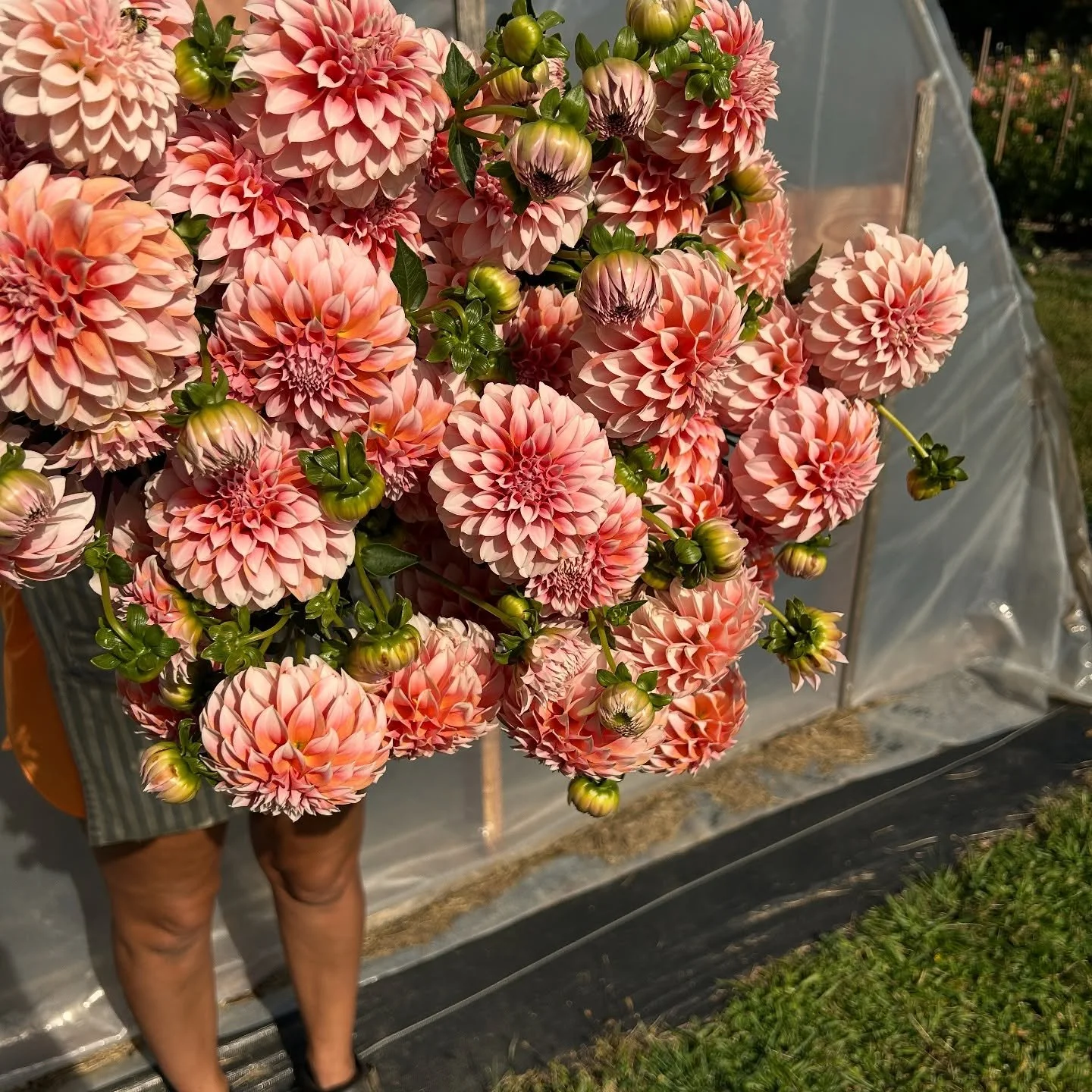 Don&rsquo;t let the rain keep you away from our WEDNESDAY 🌈 DAHLIA BAR ~ Open 9 a.m &lsquo;til dark! 
&bull;
&bull;
Cash, Zelle + Venmo
&bull;
&bull;
📍 Main Steet (Route 24) in Mendham, between Kings + The Black Horse ~ please don&rsquo;t be afraid
