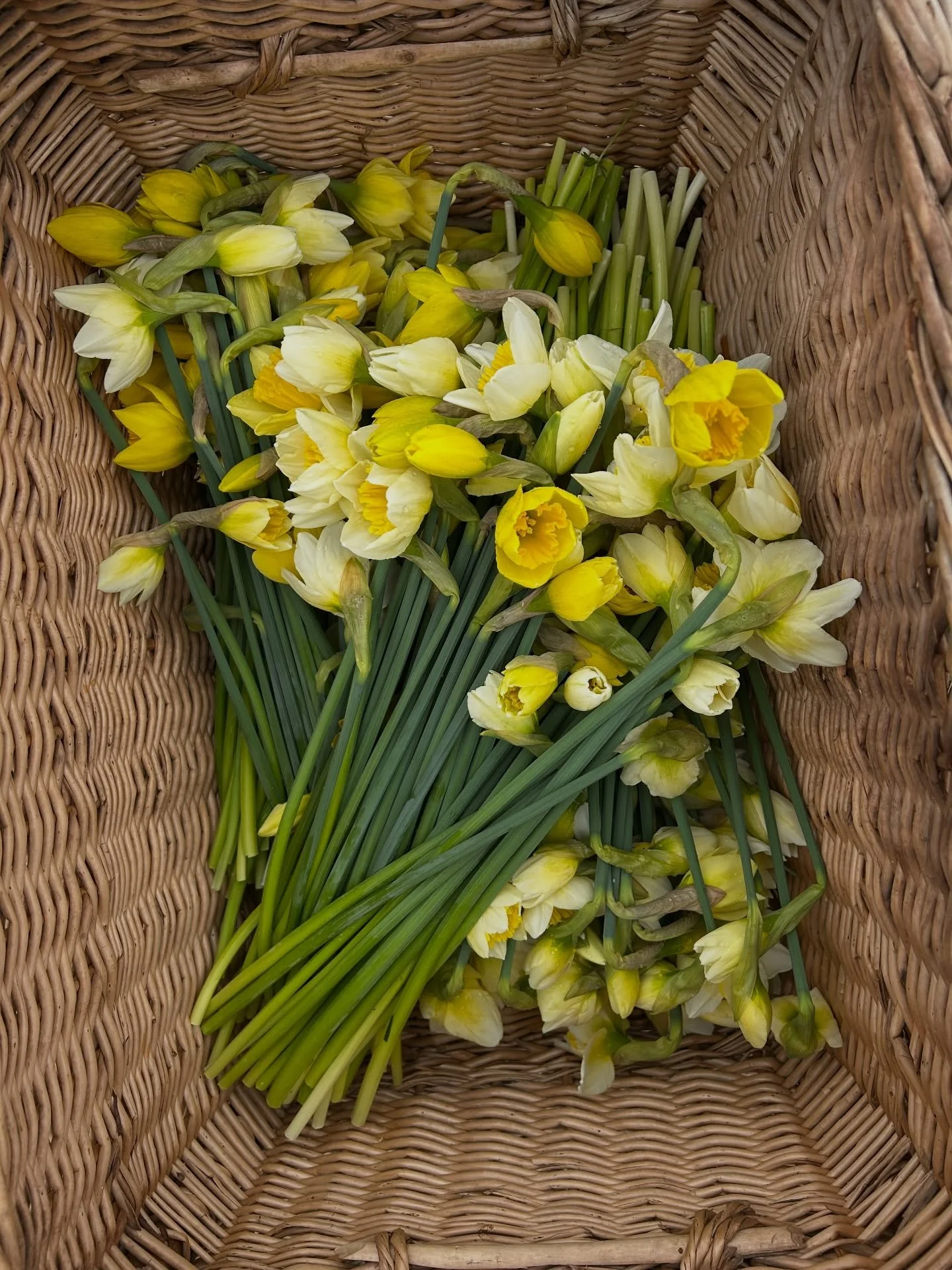 We planted daffodils in one of our hoop houses last fall, hoping to see them a little earlier this year. They&rsquo;re just starting to poke through the soil, always a welcome + cheerful sight. 💛