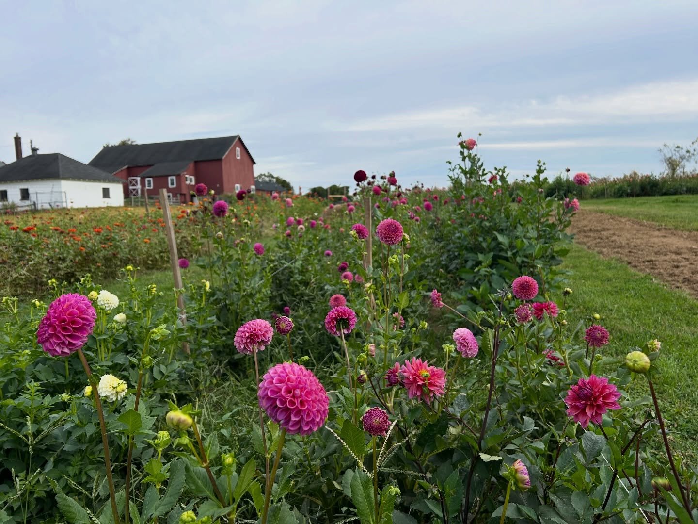 Days like this remind us why we love this town. Seeing everyone out along Main St. as winter starts to melt away is the best! ☀️ We&rsquo;re getting excited for the season ahead and can&rsquo;t wait to start harvesting flowers for you all again. 

We