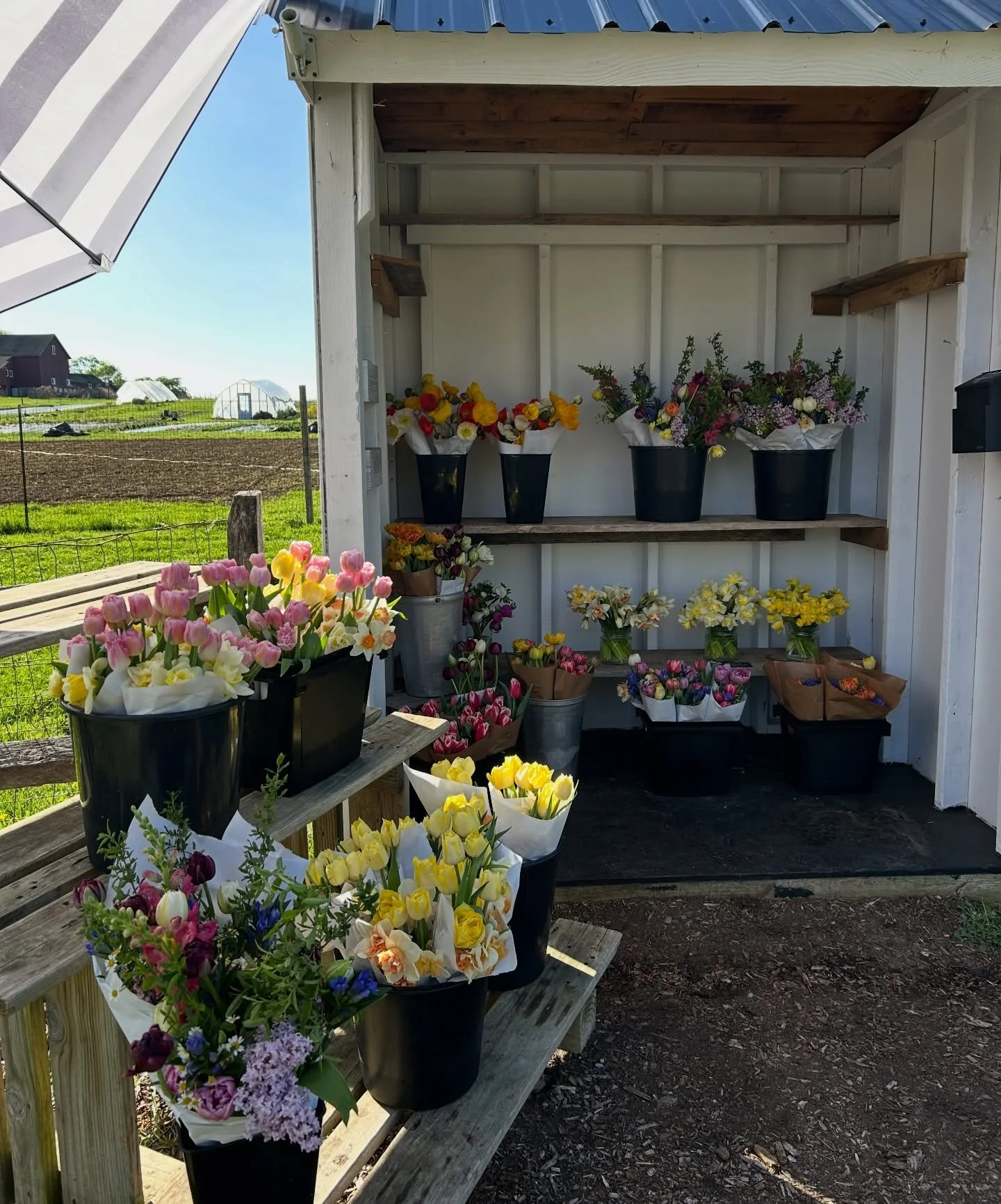 It&rsquo;s a beautiful day for local flowers! Our coolers are FULL so we&rsquo;ll be restocking all day. Open until 7, so come on by!
&bull;
&bull;
📍 59 E Main St. in Mendham ( between Kings + The Black Horse ) Don&rsquo;t be afraid to pull in to pa
