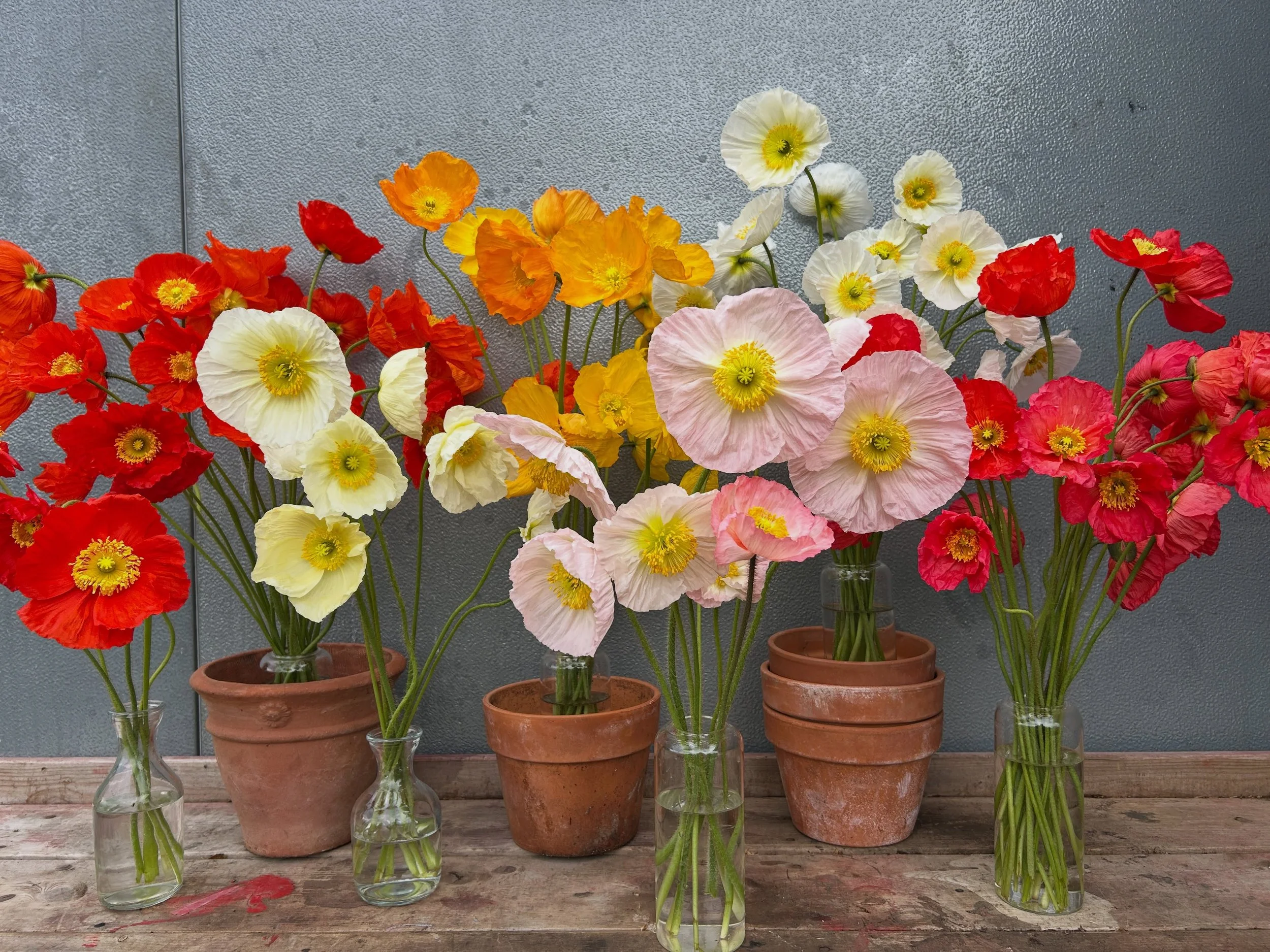 Our flower stand will be open all day starting at 8 a.m on Saturday 5/16 🌈🌈🌈
And the poppies are POPPING.

If you&rsquo;ve never experienced these flowers IRL, this is your sign to treat yourself &mdash; or surprise a friend, neighbor, favorite ca