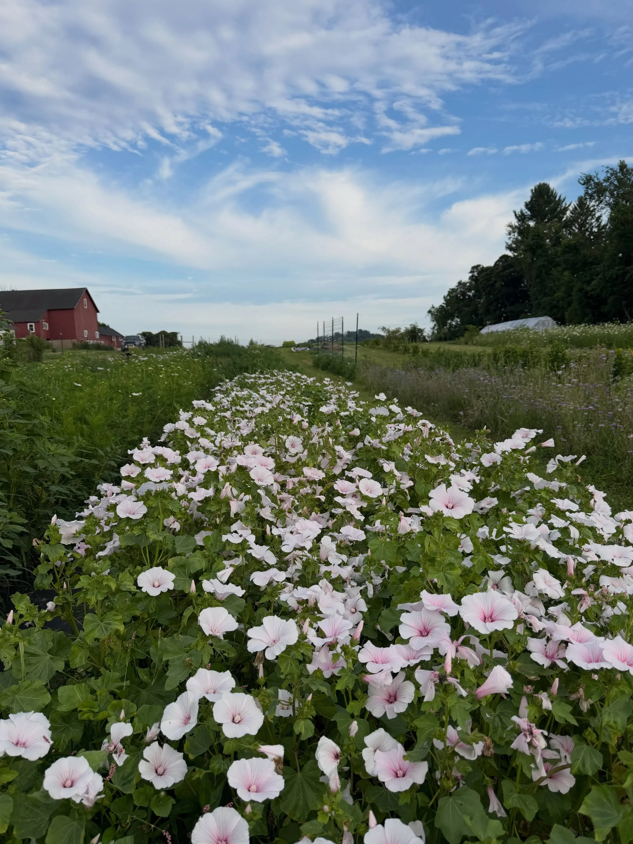 The thing about farming is... we fail. A lot. Probably more than anyone realizes.

Lavatera has been one of those flowers that just wasn't happening for me. Two years in a row, I struck out. But, when we fail at flowers that we know are absolutely go