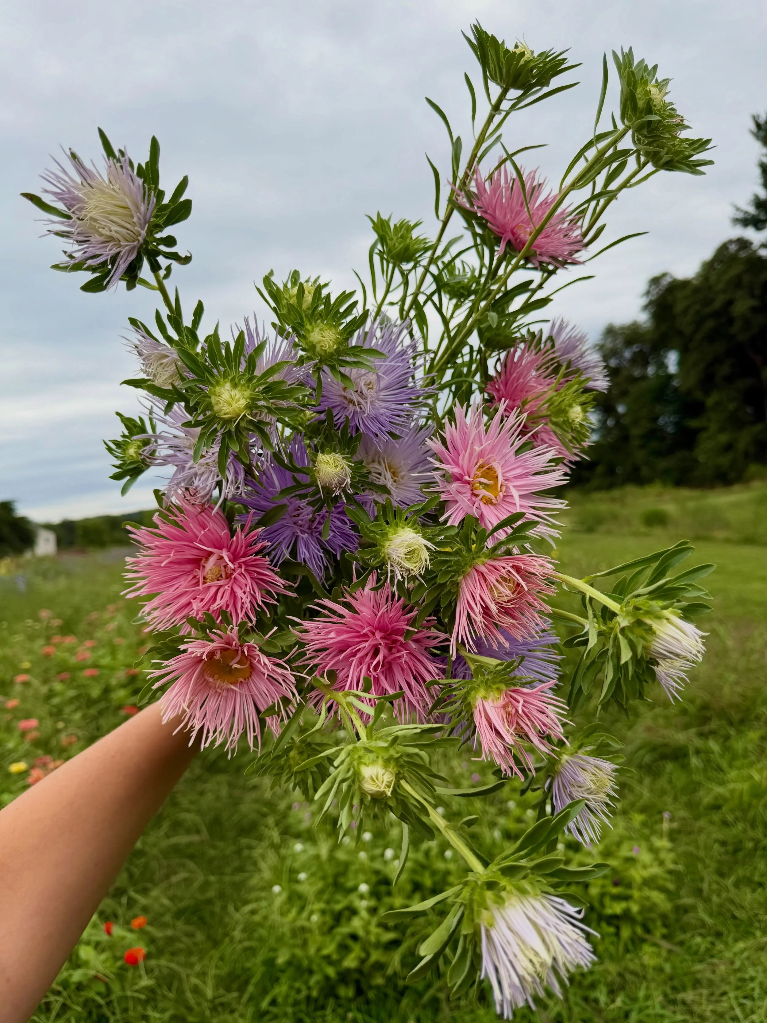 I was talking with a well-seasoned grower yesterday, and he kept referring to this season as a &ldquo;trial year.&rdquo;

... isn&rsquo;t every year a trial year?

Every season we&rsquo;re tweaking something. Maybe it&rsquo;s seed spacing, sowing a l