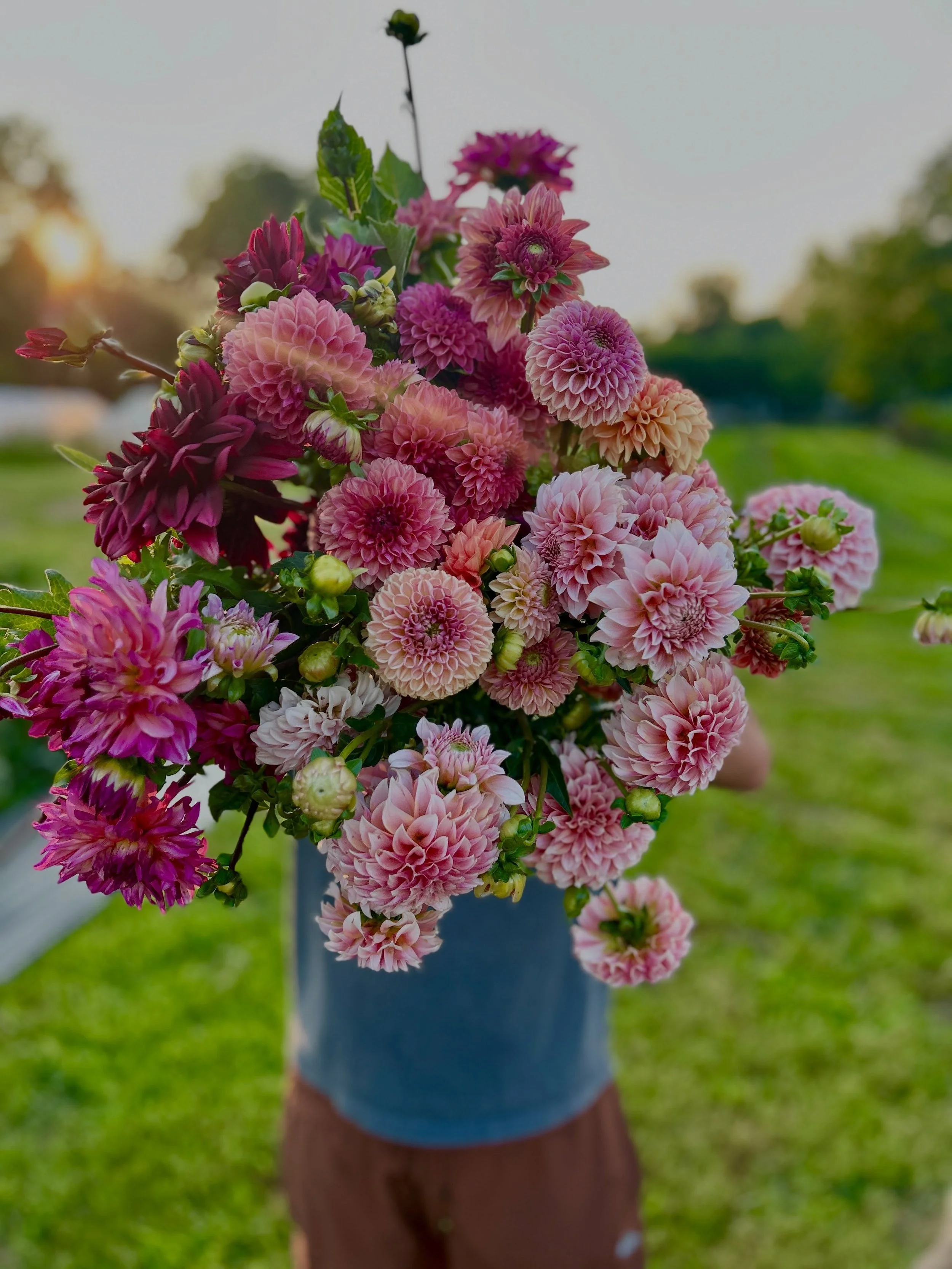 ✿ DAHLIA SHARE ✿

Want to make sure you get your hands on our dahlias this season?

With more of our flowers now going to wholesale, weekly availability may be limited. Our 5-week Dahlia Share guarantees you a BIG, beautiful bunch of the best that&rs