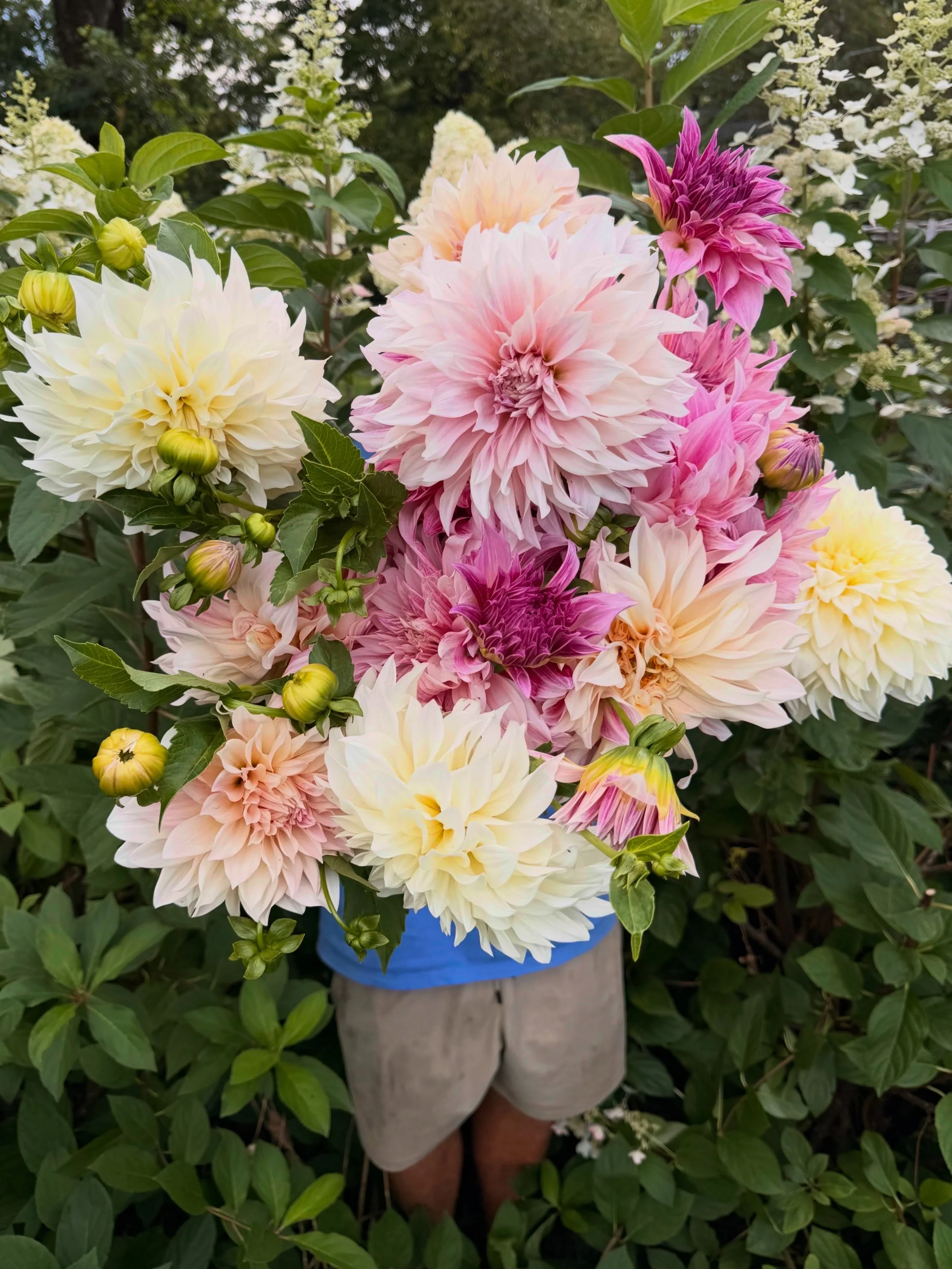 Cafe Au Lait dahlias doing what they do best &amp; seriously the size of your head! ✿

These + more on the flower stand today.
OPEN at 10 AM 

📍59 E Main St. in Mendham

Don&rsquo;t be afraid to pull into the driveway + park behind our little red ho
