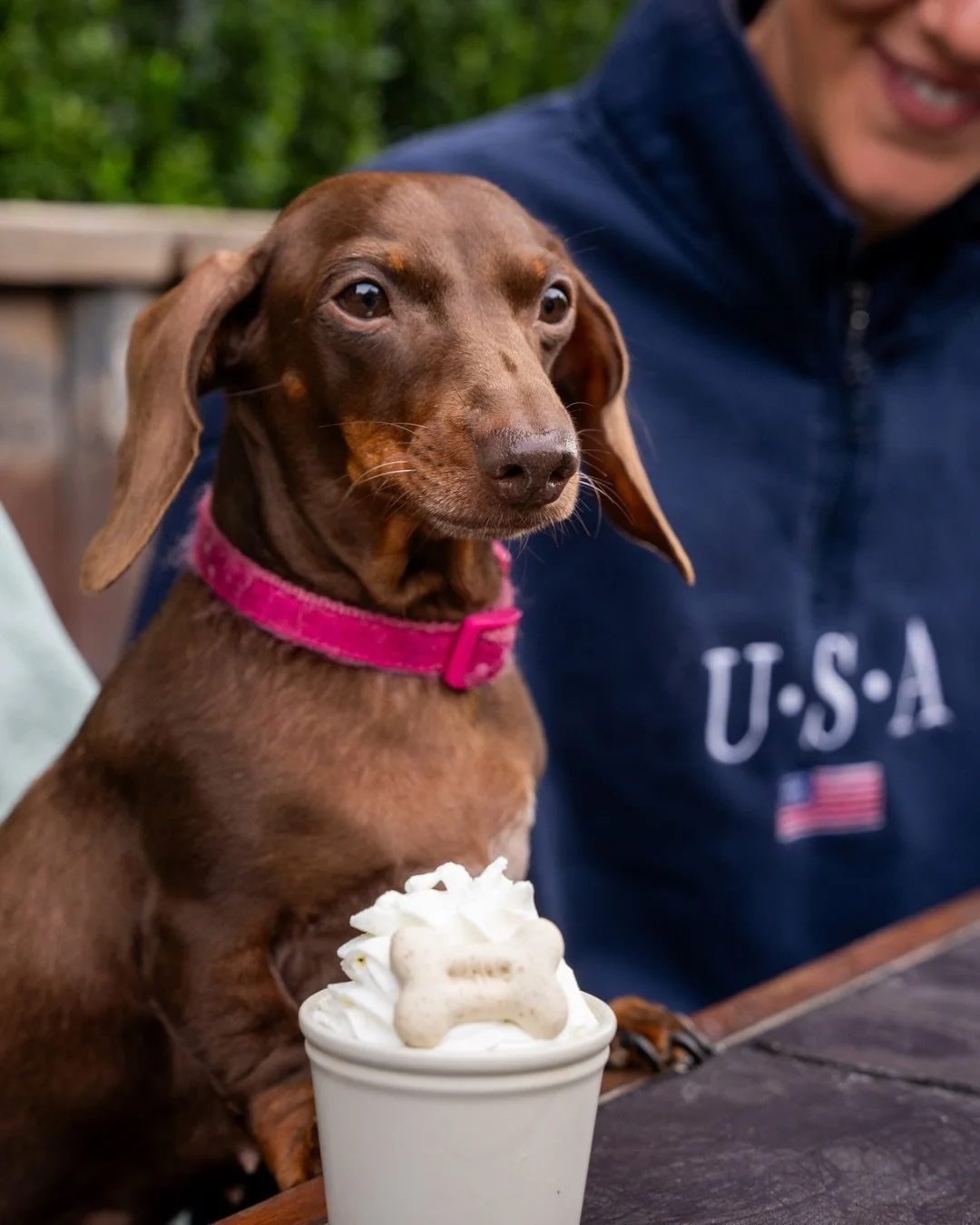 Bone App&eacute;tit ⭐️

Meet Star, our cutest regular ~ she polishes off a couple of Puppuccinos each week and always look regal 👑

Star is now the poster girl on www.checketts.co.uk ~  advertising us being dog friendly inside and outside 🌳