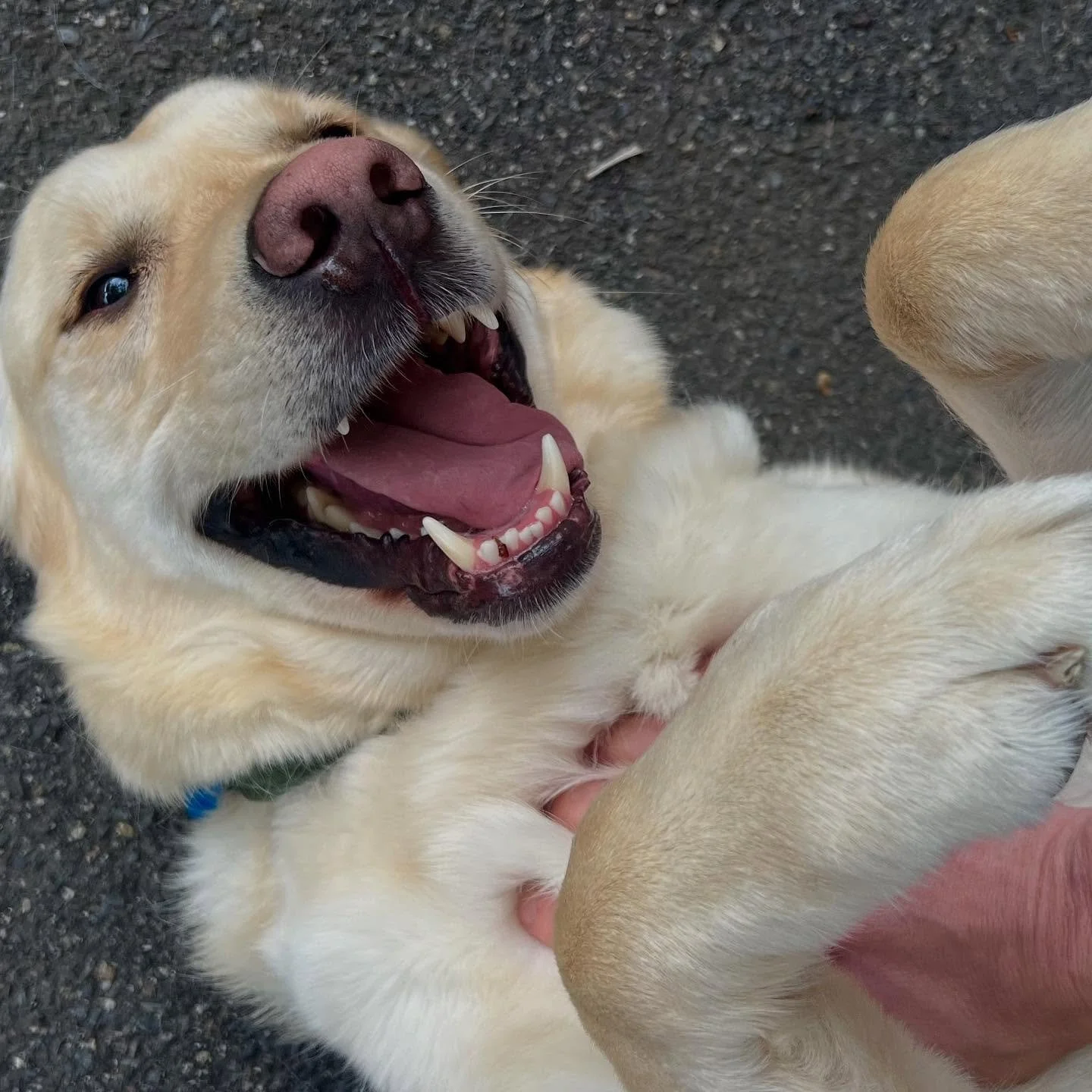 It&rsquo;s really tough being me. 🥰

#dogsitterlife #goldenretrieverworld #happiness #joy
