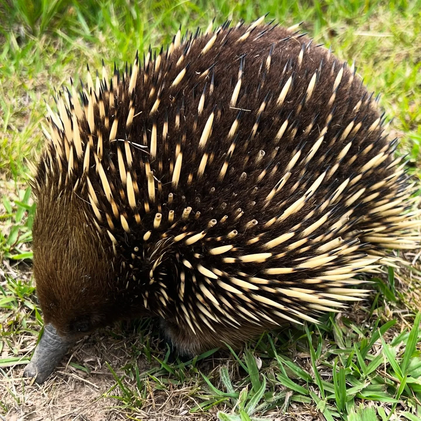 Purely because my new neighbour deserves a place@on the grid 💛