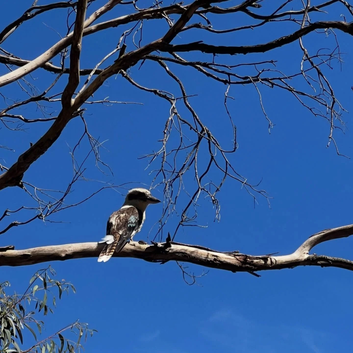 I&rsquo;m turning into a twitcher 🦅 

#inspiration #simplethings