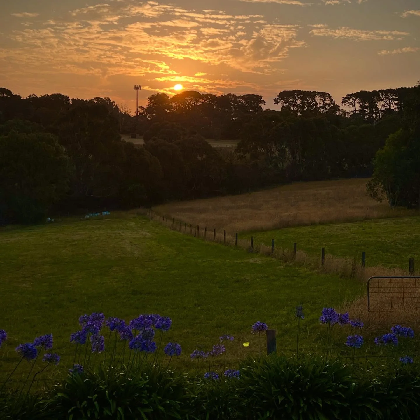 Why would you be anywhere else? 💛

#countrylife