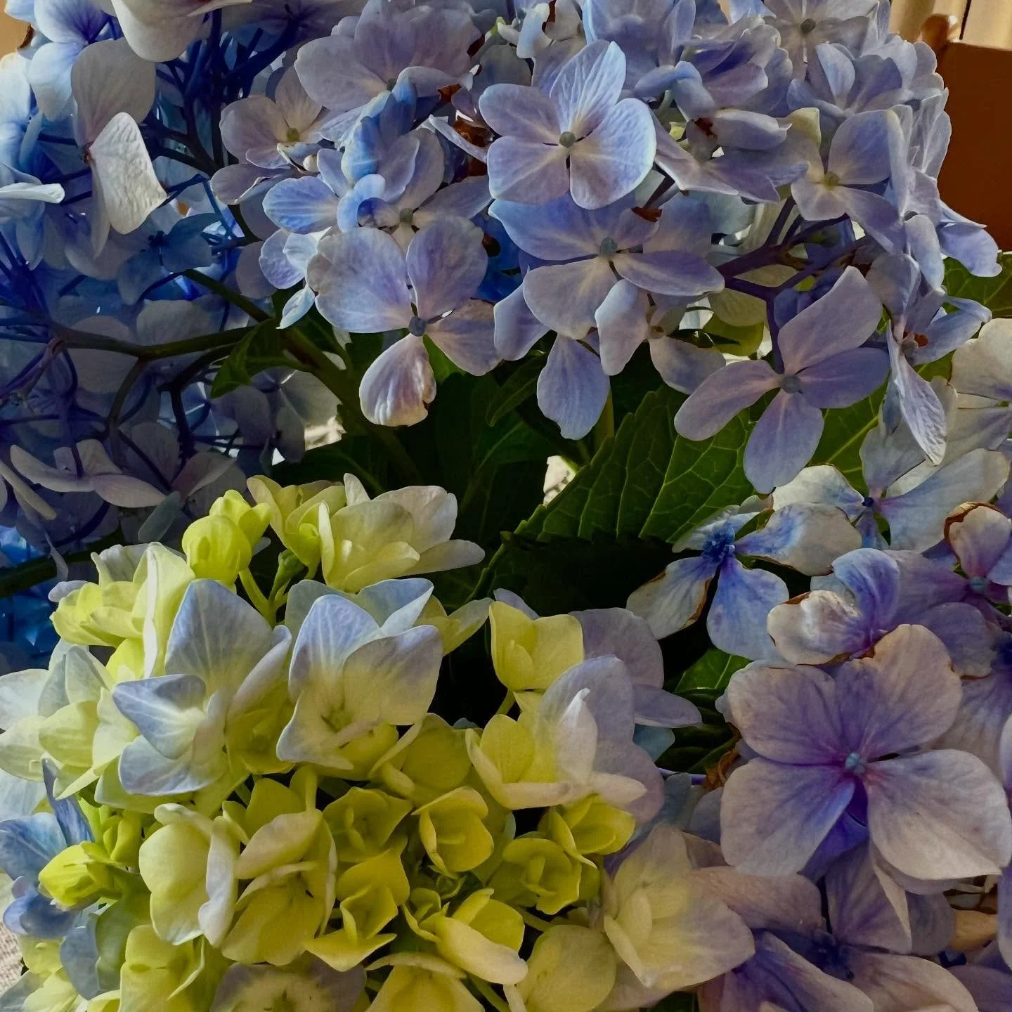 The last of these beauties for the season 💛

#hydrangealove