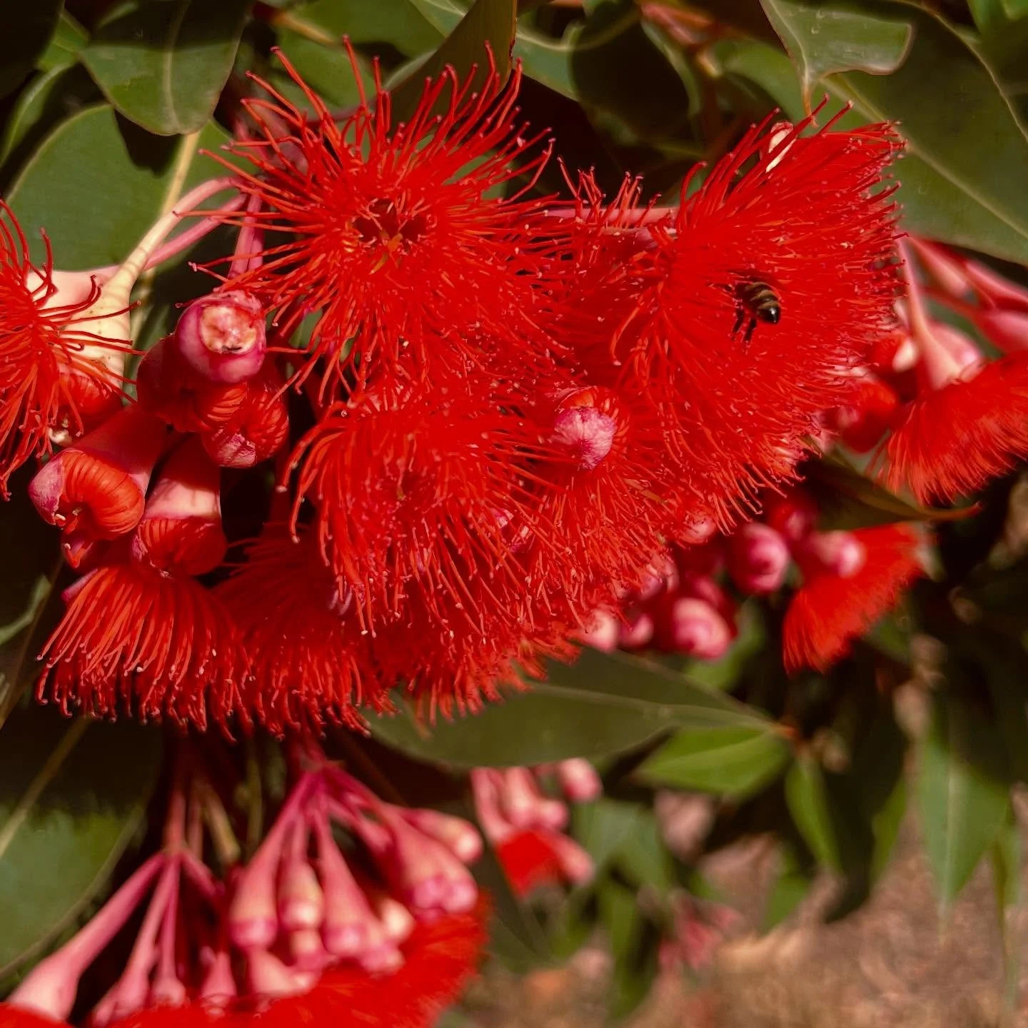 Happy bees &hellip; 🐝 💛🥰

#countrylife #happiness #bees