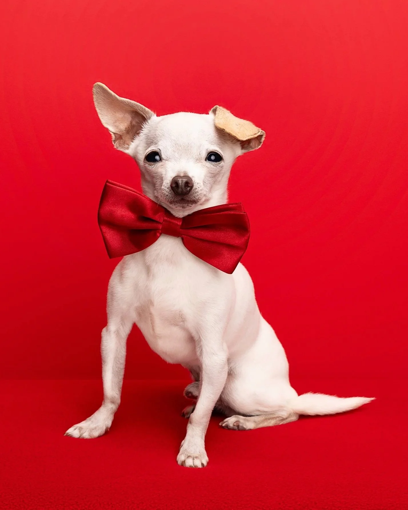 A small white dog wearing a red bow tie sitting against a red background.