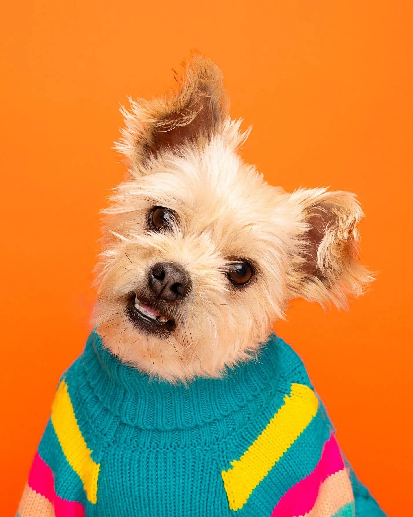 A small, fluffy dog with a quirky expression, wearing a colorful striped sweater, against an orange background.
