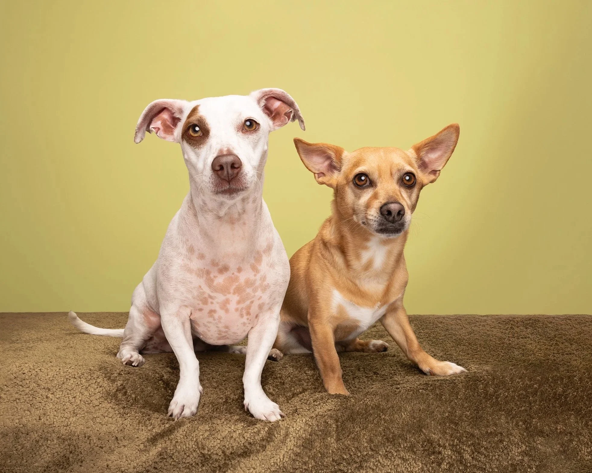 Two small dogs sitting on a brown textured surface against a green background.