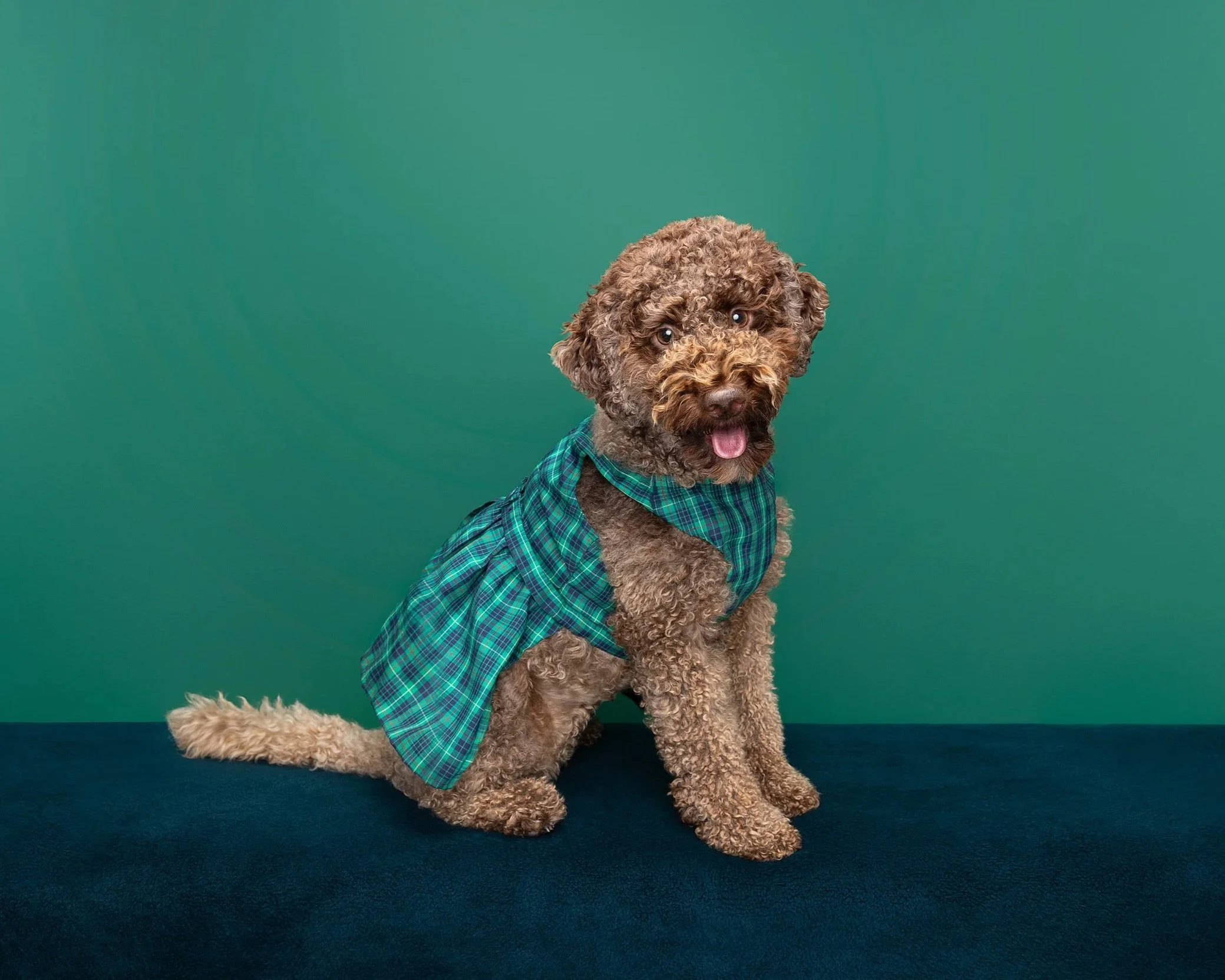 A cute curly-haired dog wearing a green plaid shirt sitting on a dark blue surface against a green background.